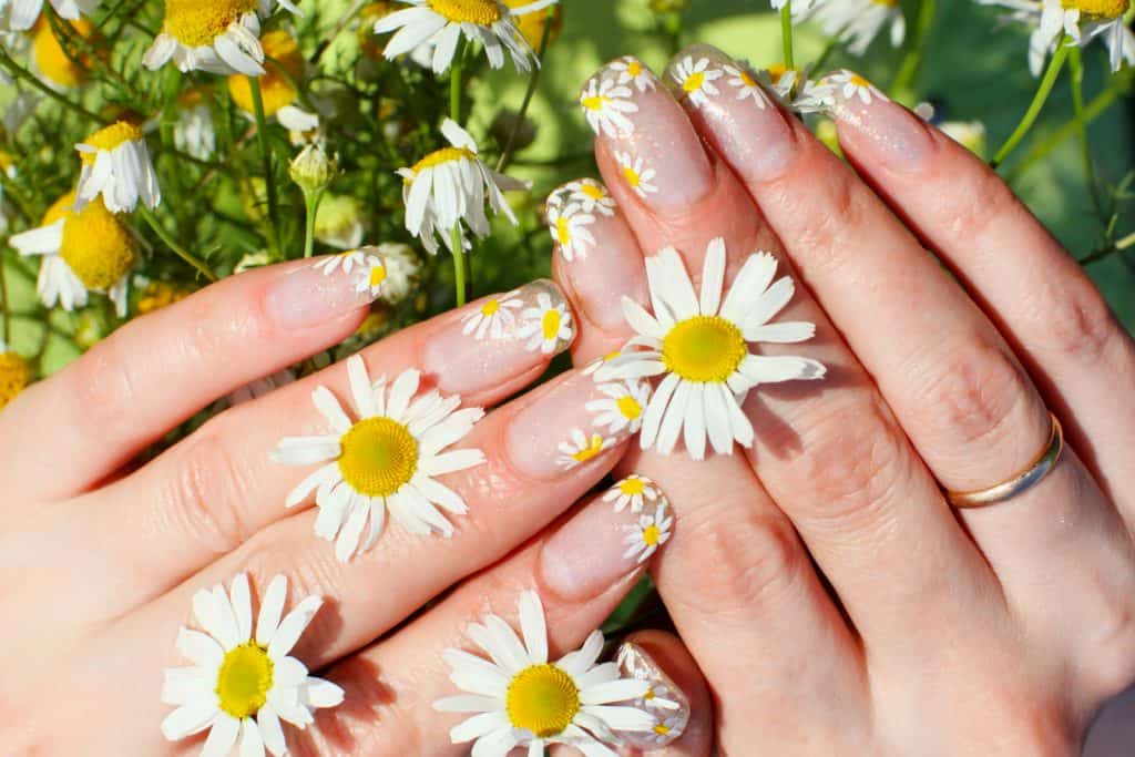 Beautiful nail design. Woman hands with chamomile flowers