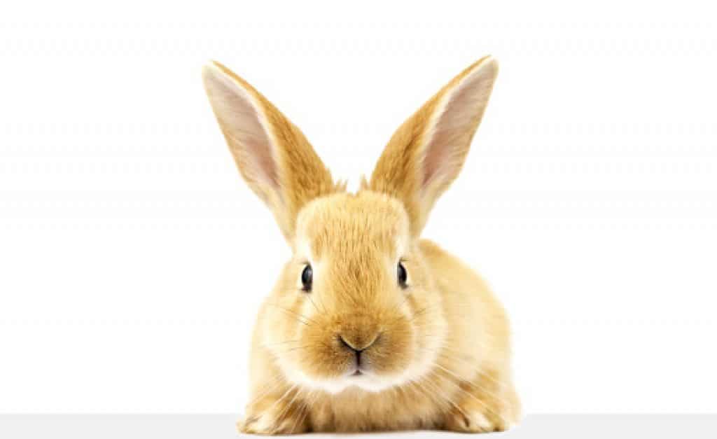 Photo of a fluffy bunny on a white background. 