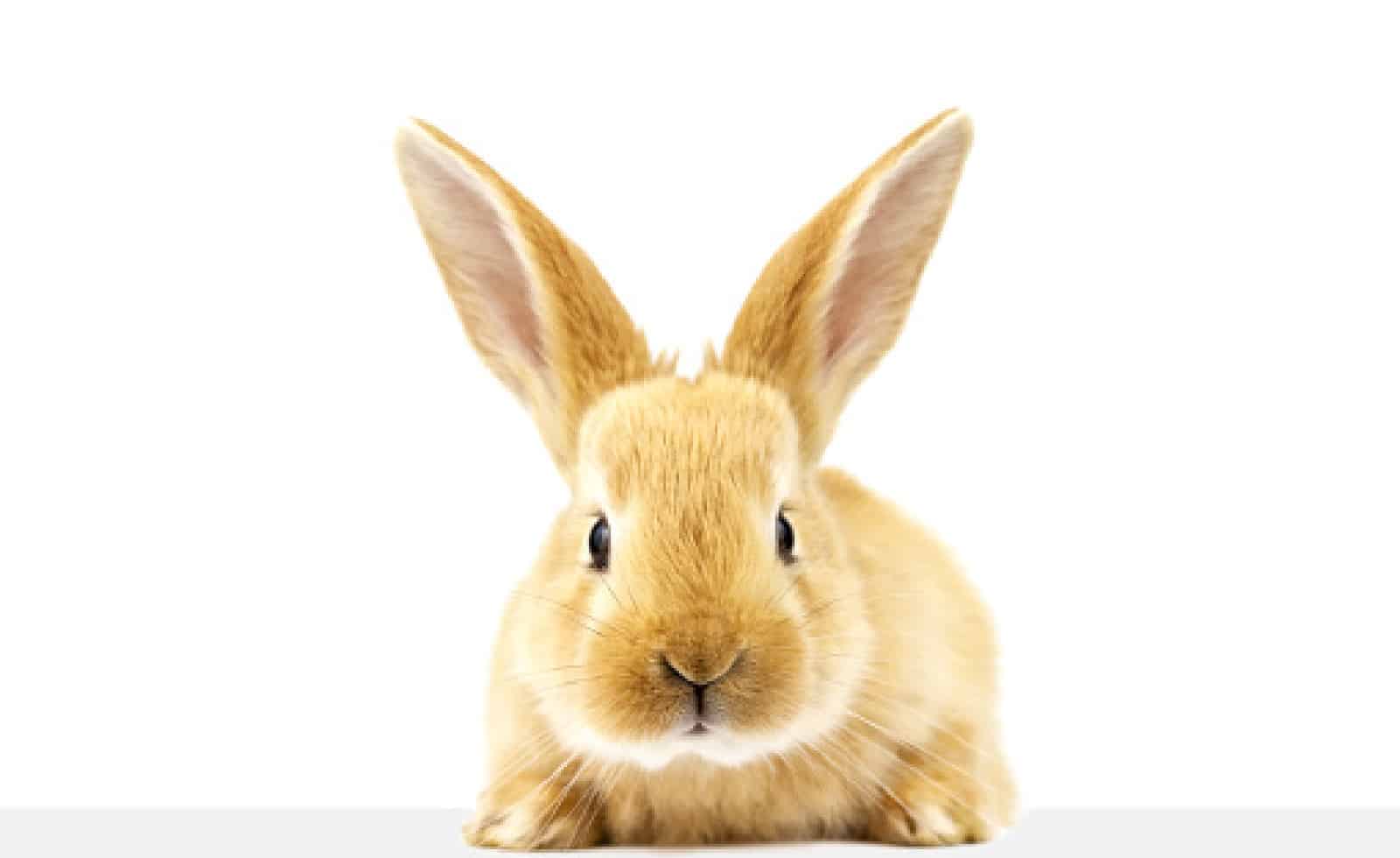 Is Benefit Cruelty Free In 2021 Definitive Answer