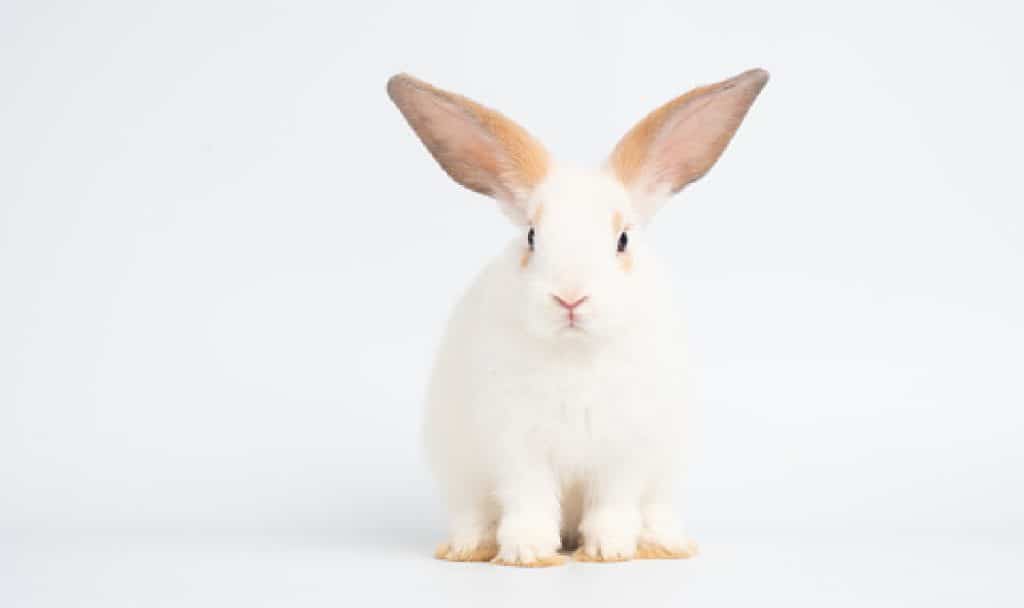 Adorable baby white rabbit sitting on white background