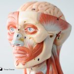 facial muscle anatomy