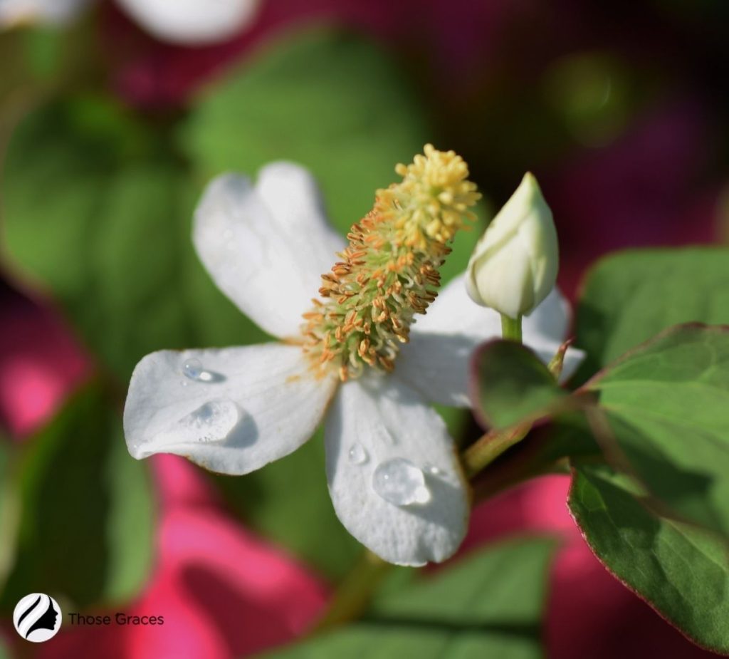 Chameleon Plant Flower