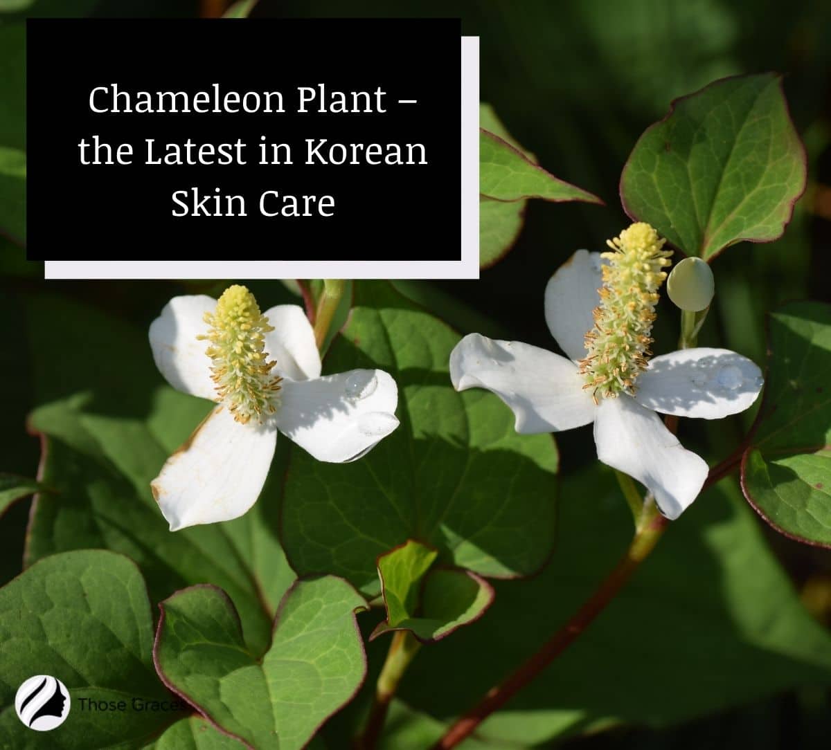 Chameleon Plant – the Latest in Korean Skin Care